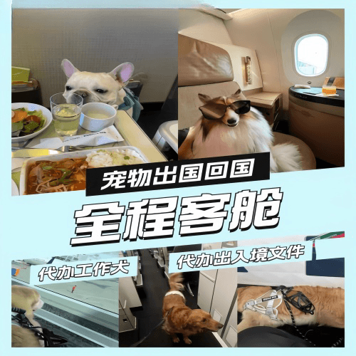 上海宠物托运到白俄罗斯宠物入境规定和要求